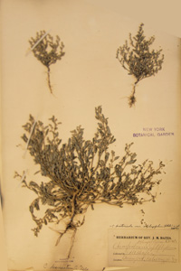 Herbarium Sheet of 